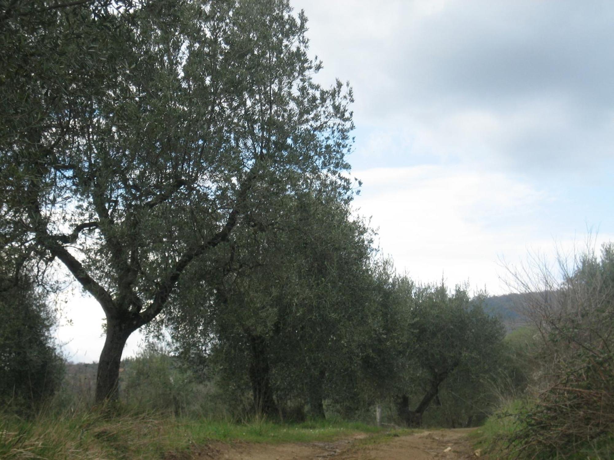 Agriturismo Casa Fibbianello Semproniano Екстер'єр фото